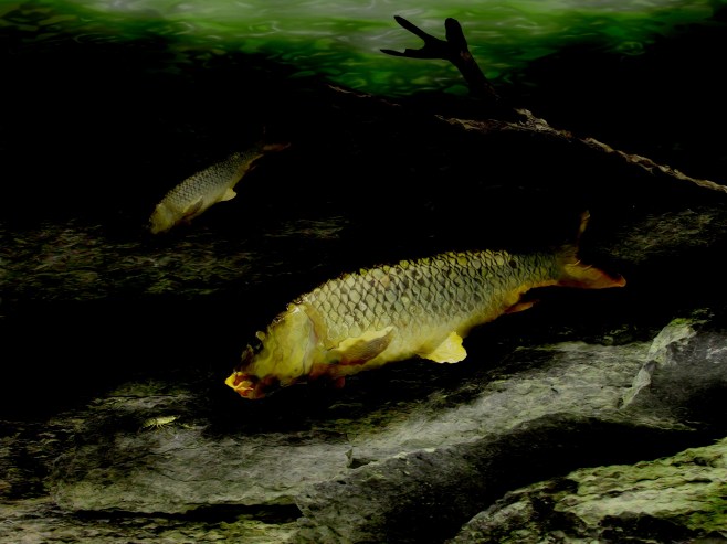 Carp on the Rocks