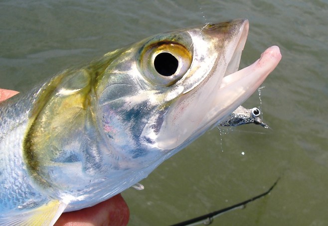 A skipjack's keen eyesight is often betrayed by his appetit