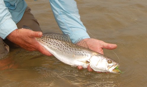 This speck fell for a chartreuse craft fur minnow drifted al