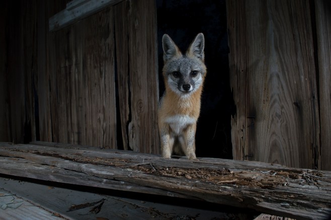Gray fox stare