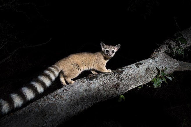 Ringtail climbing limb