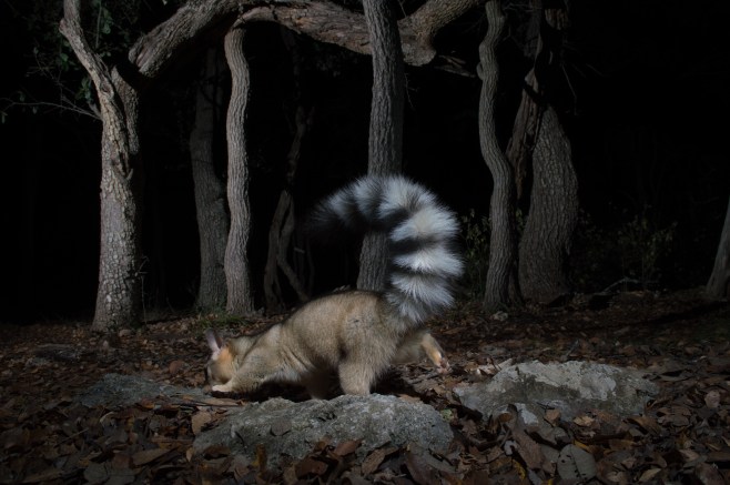 Ringtail searching under oaks